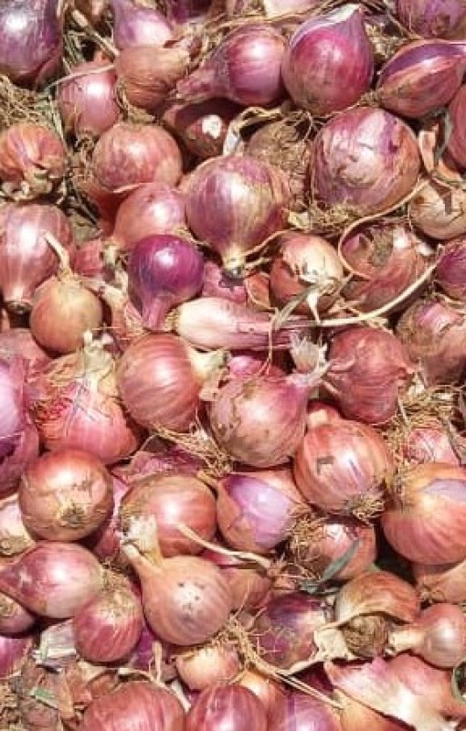 Red onion from Ethiopia